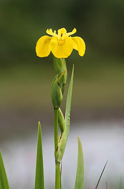 Yellow Flag Iris (Iris Pseudacorus) — During its blooming season from May to July; perennial with yellow blooms, image 136