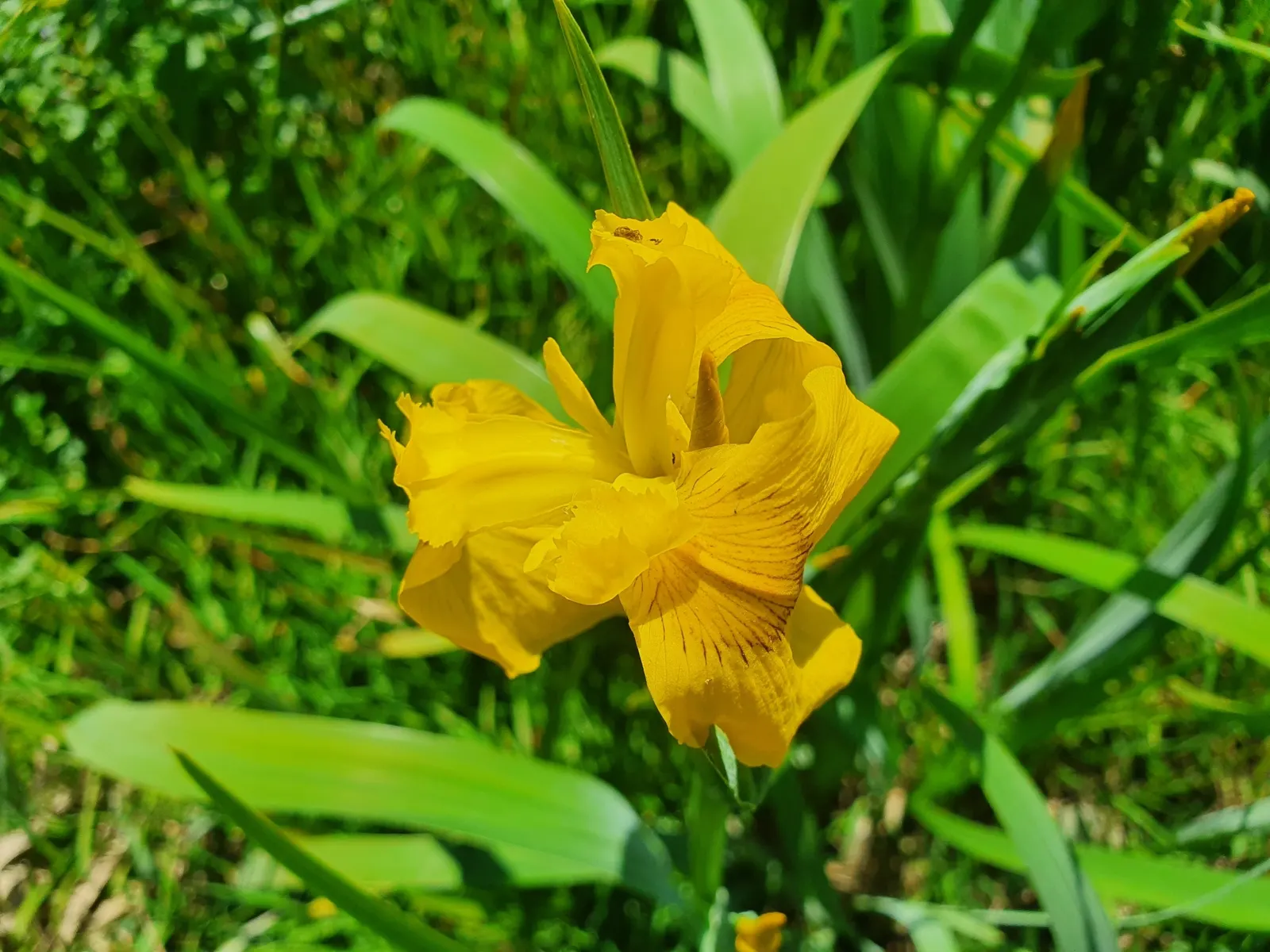 Yellow Flag Iris (Iris Pseudacorus) — or "standards," that taper elegantly to a point.<br><br>Adapted to wet conditions; sword-like foliage that, image 66