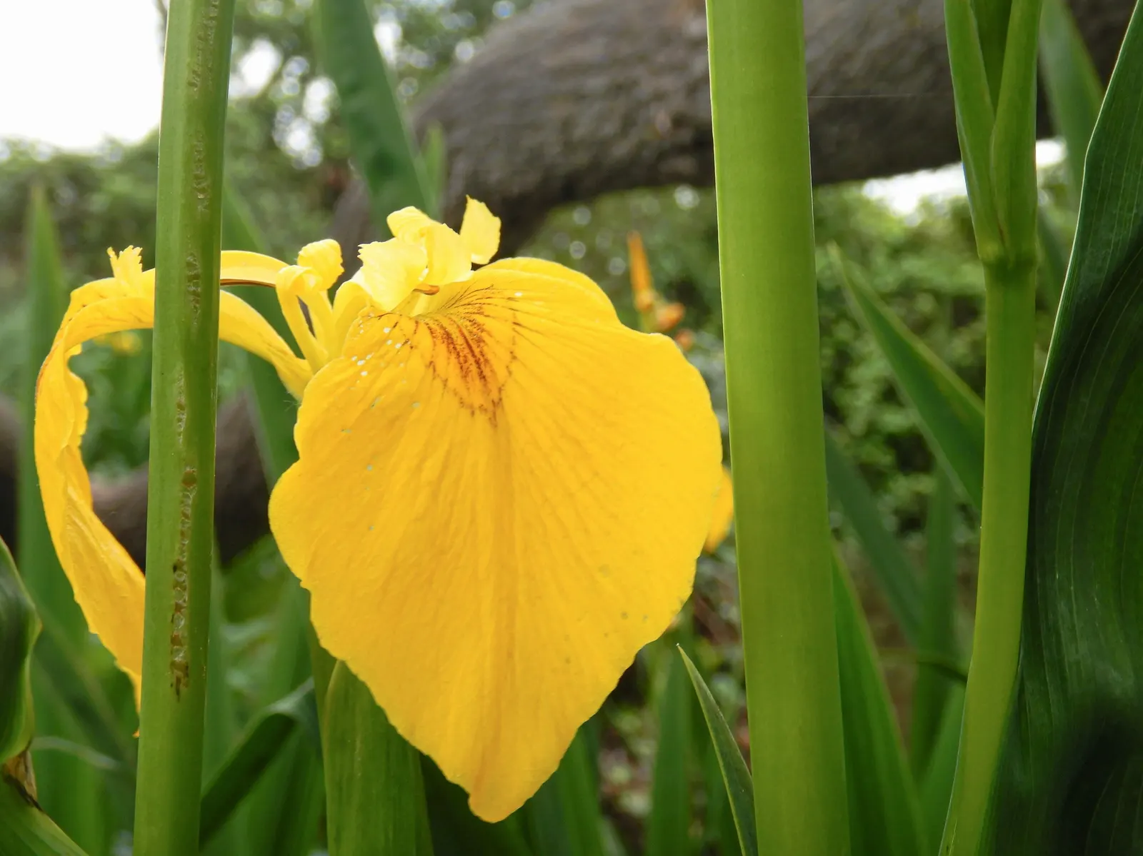 Yellow Flag Iris (Iris Pseudacorus) — Adds visual interest and naturalizes readily; proudly displays three drooping sepals or "falls," adorned with, image 56
