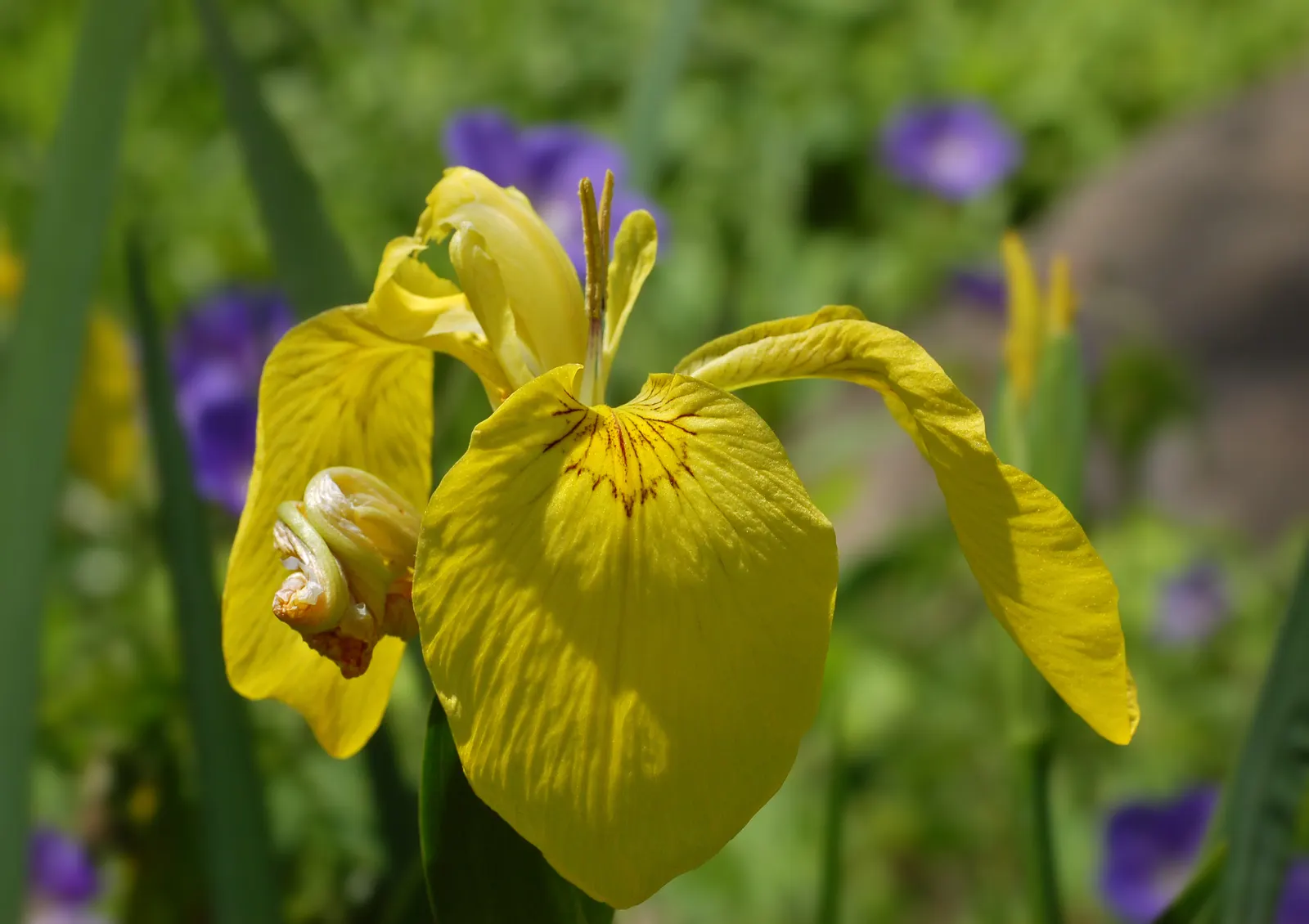 Yellow Flag Iris (Iris Pseudacorus) — is a vibrant perennial that offers both aesthetic appeal and ecological value to any landscape design