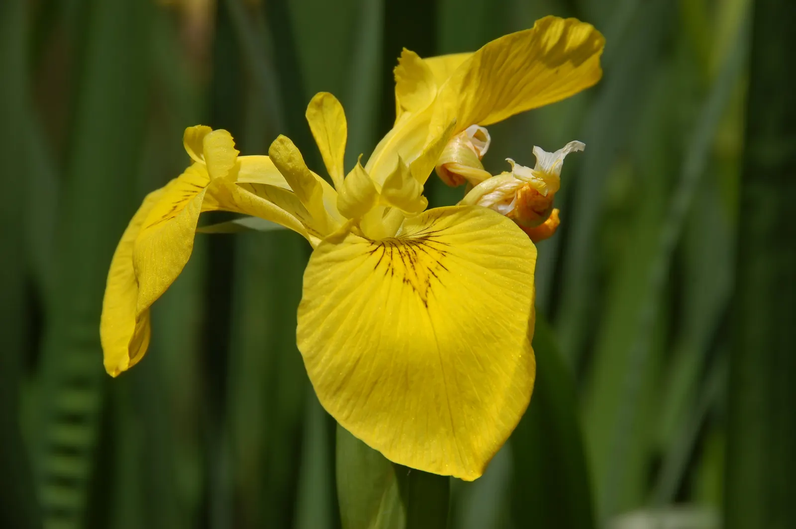 Yellow Flag Iris (Iris Pseudacorus) — perennial for full or half; making it not only a visual asset but also a contributor to environmental health