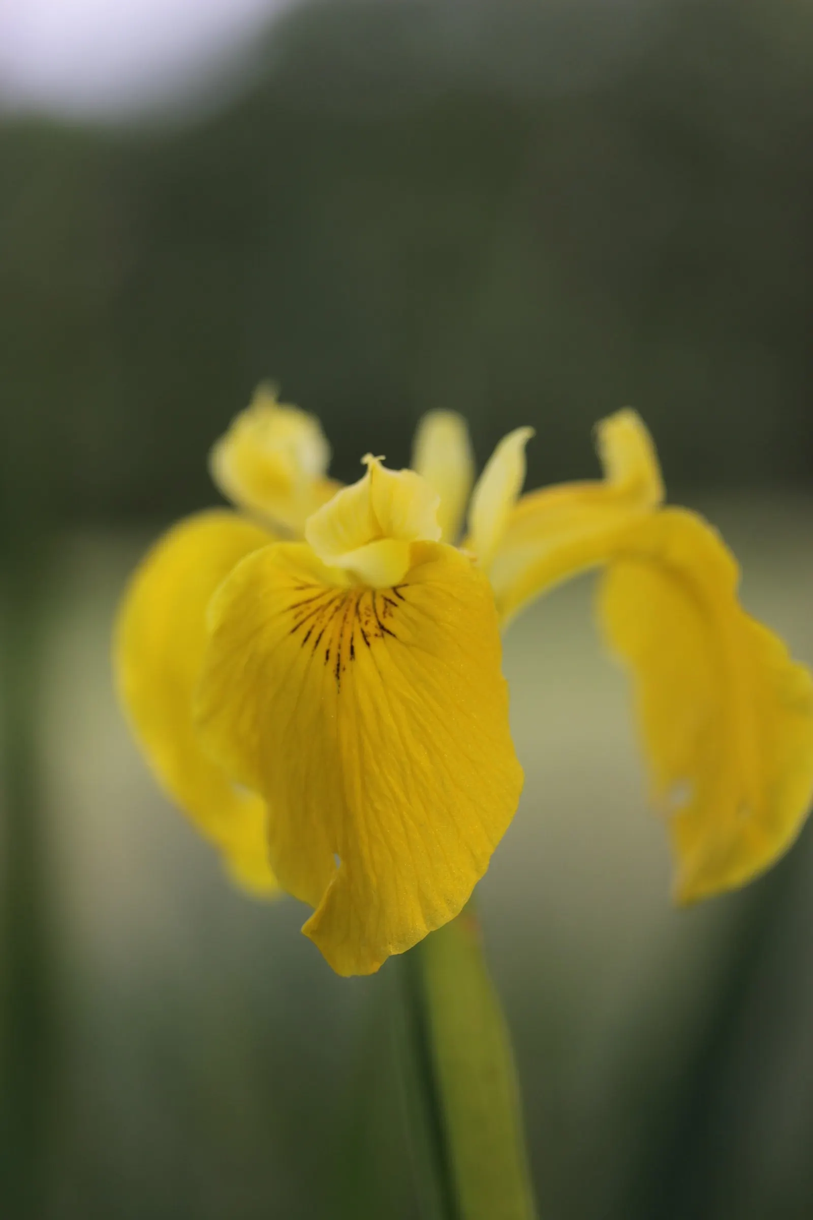 Yellow Flag Iris (Iris Pseudacorus) — proudly displays three drooping sepals or "falls," adorned with a striking brown or purple veining; care, image 139