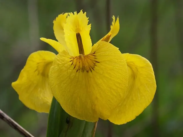 Yellow Flag Iris (Iris Pseudacorus) — Iris pseudacorus thrives in USDA Hardiness Zones 4 through 9 and is ideal for planting along pond margins; or, image 67