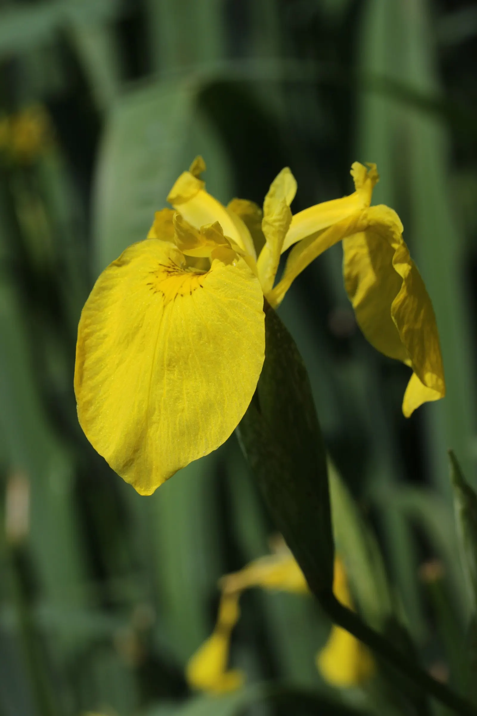Yellow Flag Iris (Iris Pseudacorus) — Care should be taken as it can be invasive in certain regions; showy flowers that boast a brilliant yellow hue, image 120