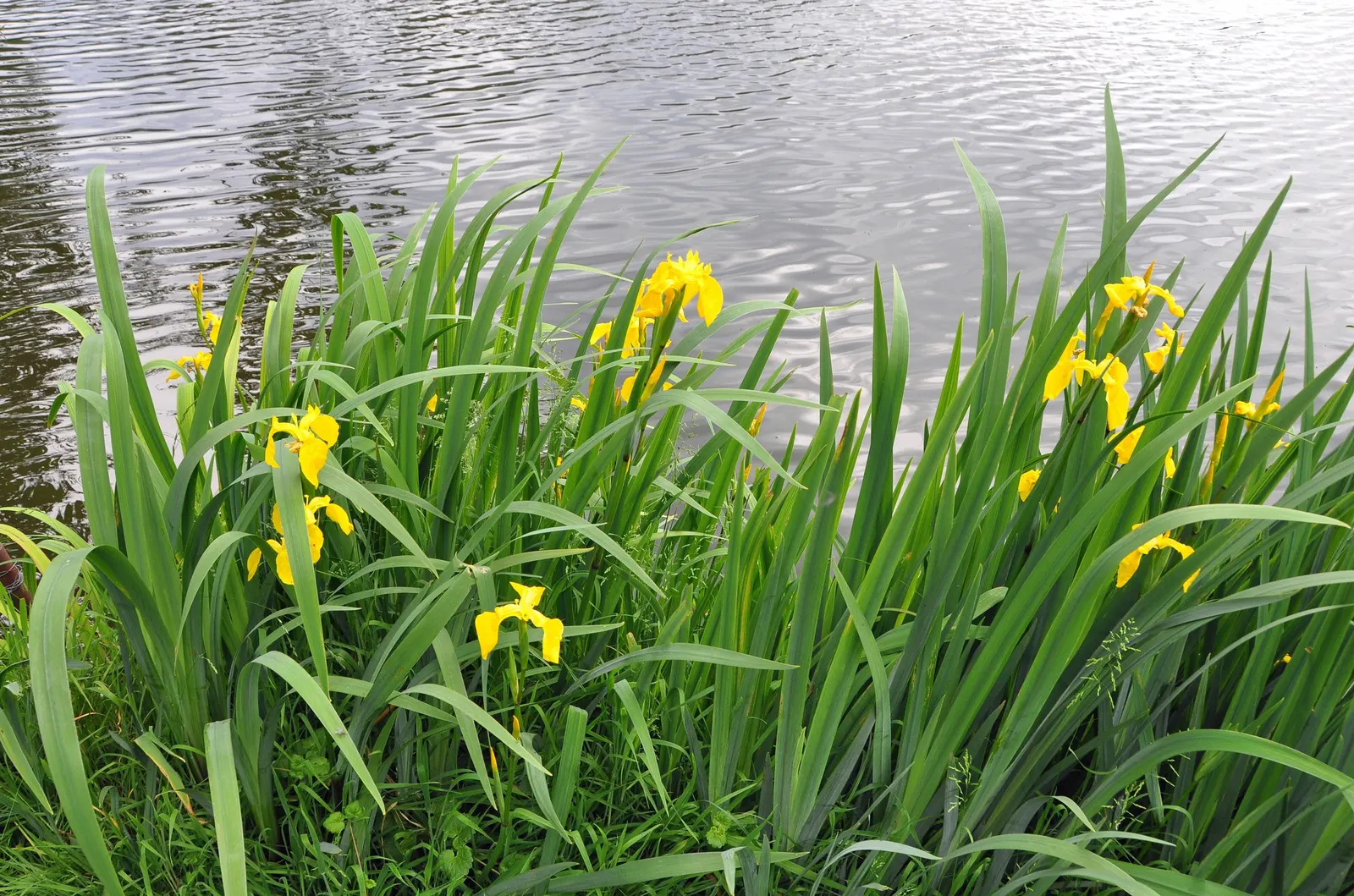 Yellow Flag Iris (Iris Pseudacorus) — ideal for water features with its vibrant yellow blooms and sword-like green foliage; during its blooming, image 77