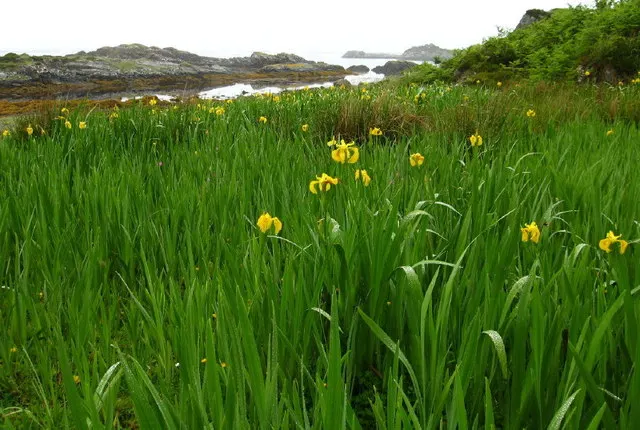 Yellow Flag Iris (Iris Pseudacorus) — perennial with yellow blooms; contrasted by three upright petals, image 74