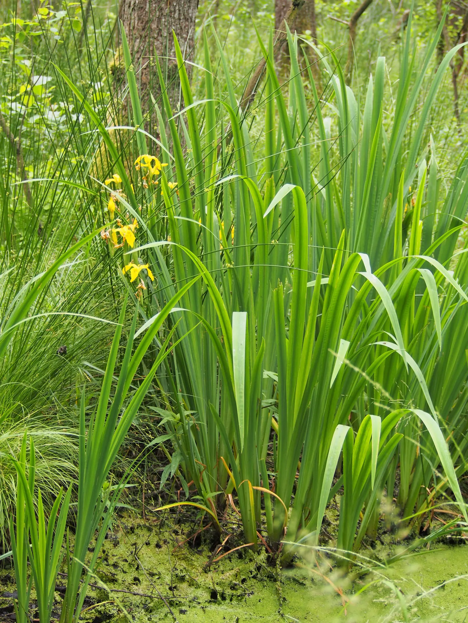 Yellow Flag Iris (Iris Pseudacorus) — The Yellow Flag Iris (Iris pseudacorus) is a captivating perennial; prefers full sun to part shade in wet, image 126