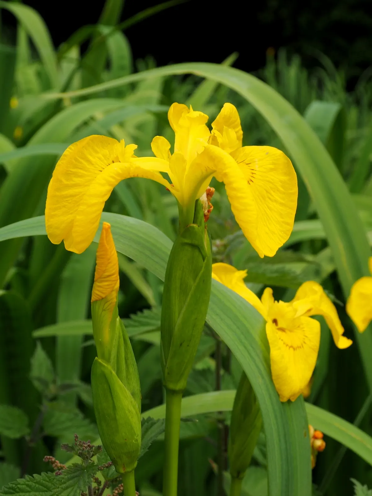 Yellow Flag Iris (Iris Pseudacorus) — Caution: Invasive in some areas, so check local guidelines; is a vibrant perennial that offers both aesthetic, image 105