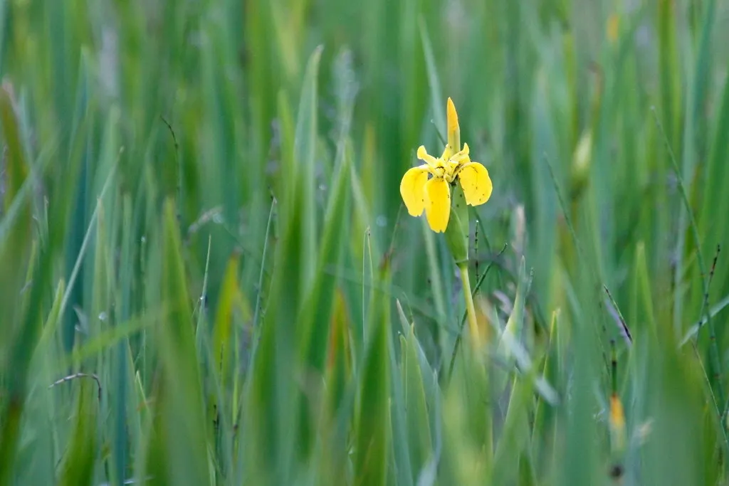 Yellow Flag Iris (Iris Pseudacorus) — Prefers full sun to part shade in wet, marshy conditions; perennial for full or half, image 129