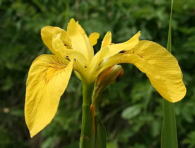 Yellow Flag Iris (Iris Pseudacorus) — Thriving in zones 4-9, it reaches 3-4 feet in height with a spread of up to 2 feet; withstanding water depths, image 53