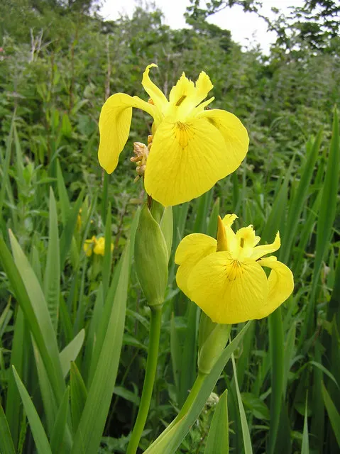 Yellow Flag Iris (Iris Pseudacorus) — Prefers full sun to part shade in wet, marshy conditions