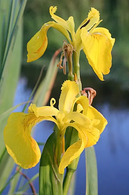 Yellow Flag Iris (Iris Pseudacorus) — showy flowers that boast a brilliant yellow hue; adds visual interest and naturalizes readily