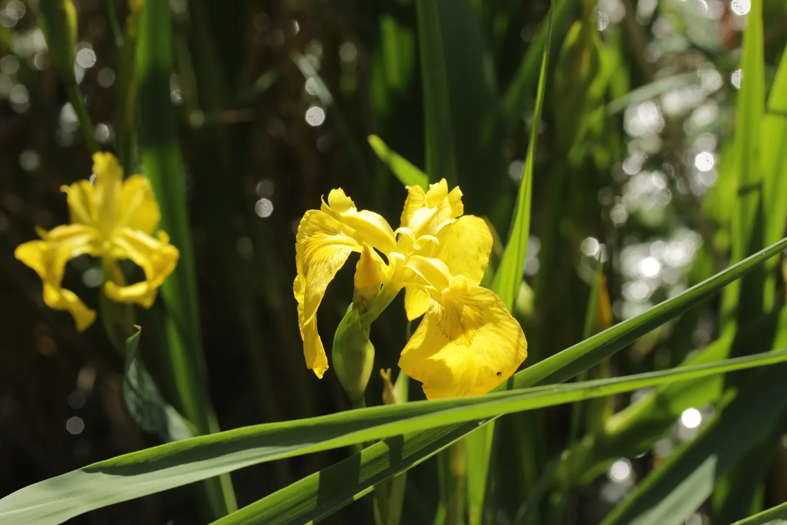 Yellow Flag Iris (Iris Pseudacorus) — Thriving in zones 4-9, it reaches 3-4 feet in height with a spread of up to 2 feet; withstanding water depths, image 103