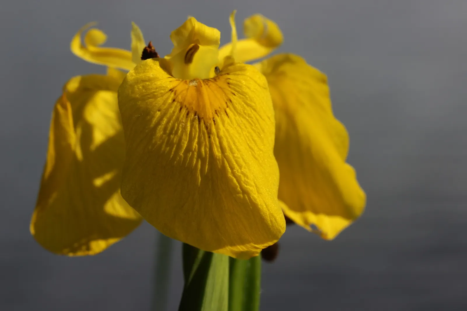 Yellow Flag Iris (Iris Pseudacorus) — ideal for water features with its vibrant yellow blooms and sword-like green foliage; during its blooming, image 127