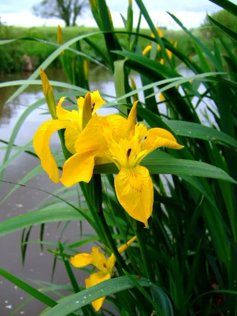 Yellow Flag Iris (Iris Pseudacorus) — Thriving in zones 4-9, it reaches 3-4 feet in height with a spread of up to 2 feet; withstanding water depths, image 128