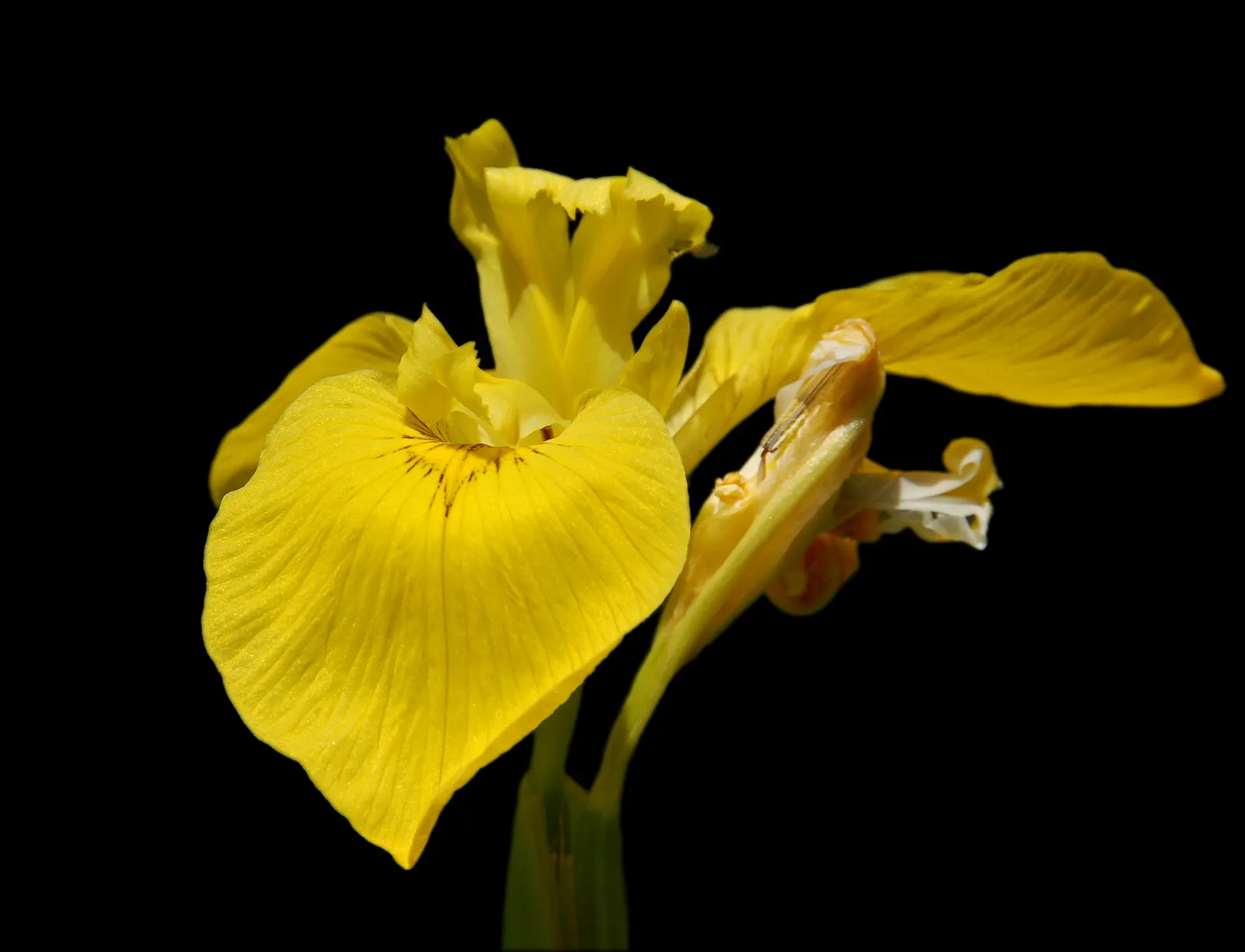 Yellow Flag Iris (Iris Pseudacorus) — This robust plant is known for its striking