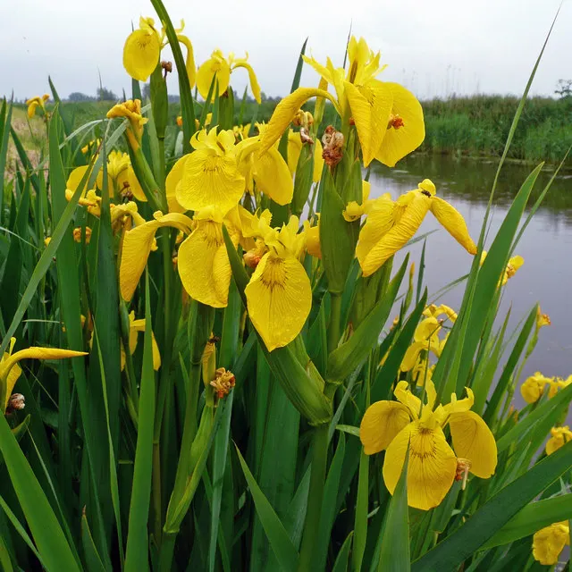 Yellow Flag Iris (Iris Pseudacorus) — with individual leaves about 1 to 1.5 inches wide; iris pseudacorus thrives in USDA Hardiness Zones 4 through, image 135