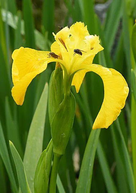 Yellow Flag Iris (Iris Pseudacorus) — Prefers full sun to part shade in wet, marshy conditions; perennial for full or half, image 54