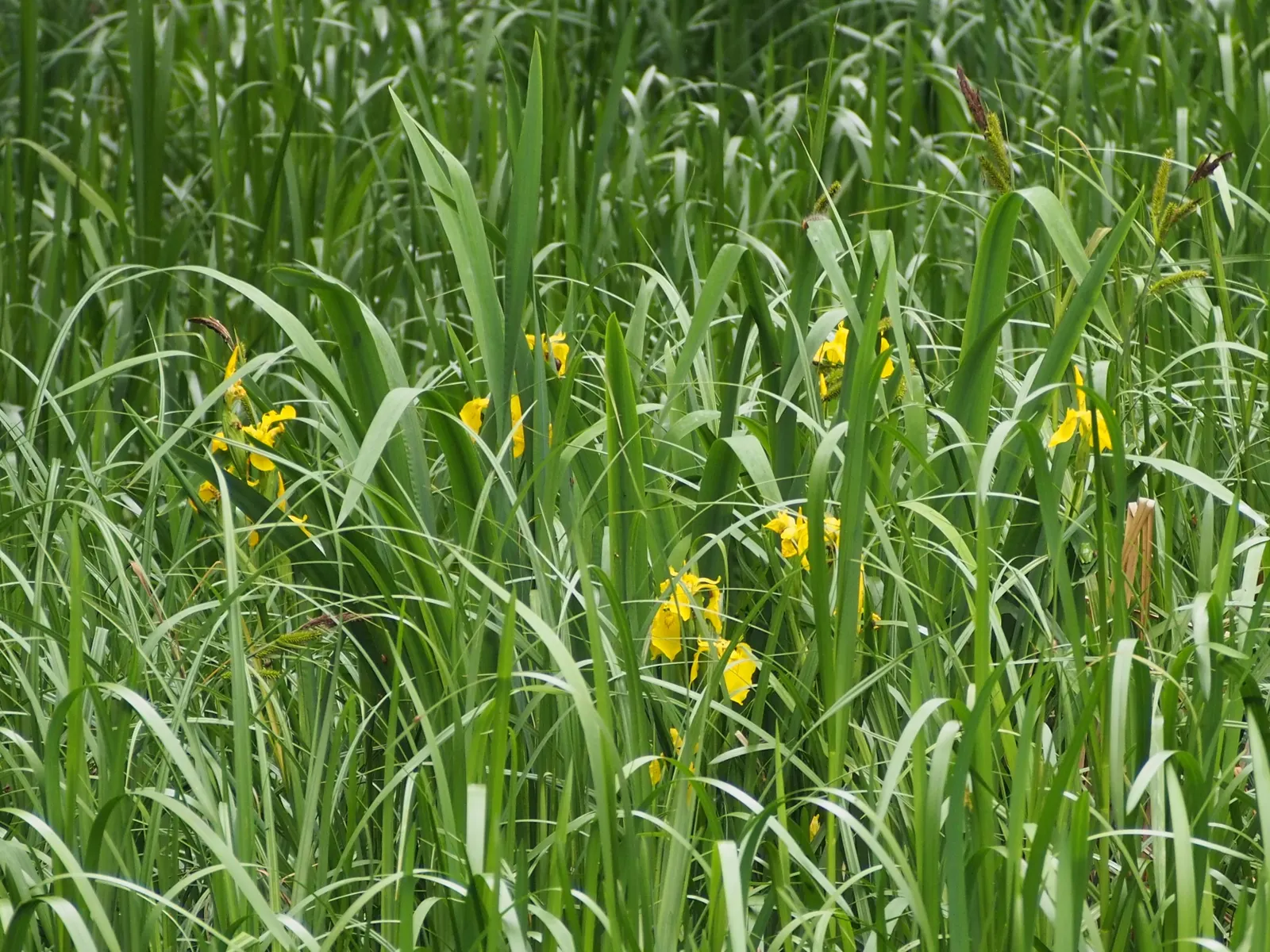 Yellow Flag Iris (Iris Pseudacorus) — Adds visual interest and naturalizes readily; proudly displays three drooping sepals or "falls," adorned with, image 81