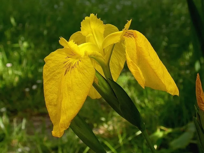 Yellow Flag Iris (Iris Pseudacorus) — and some states have regulations concerning its cultivation.<br><br>Ecologically; despite its preference for, image 96