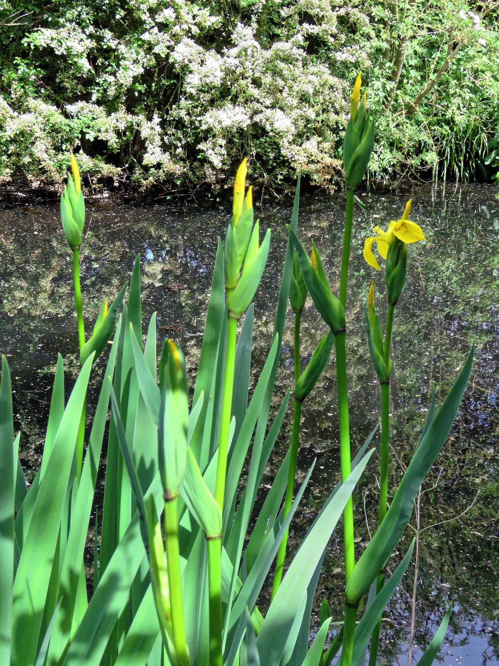 Yellow Flag Iris (Iris Pseudacorus) — Iris pseudacorus thrives in USDA Hardiness Zones 4 through 9 and is ideal for planting along pond margins; or
