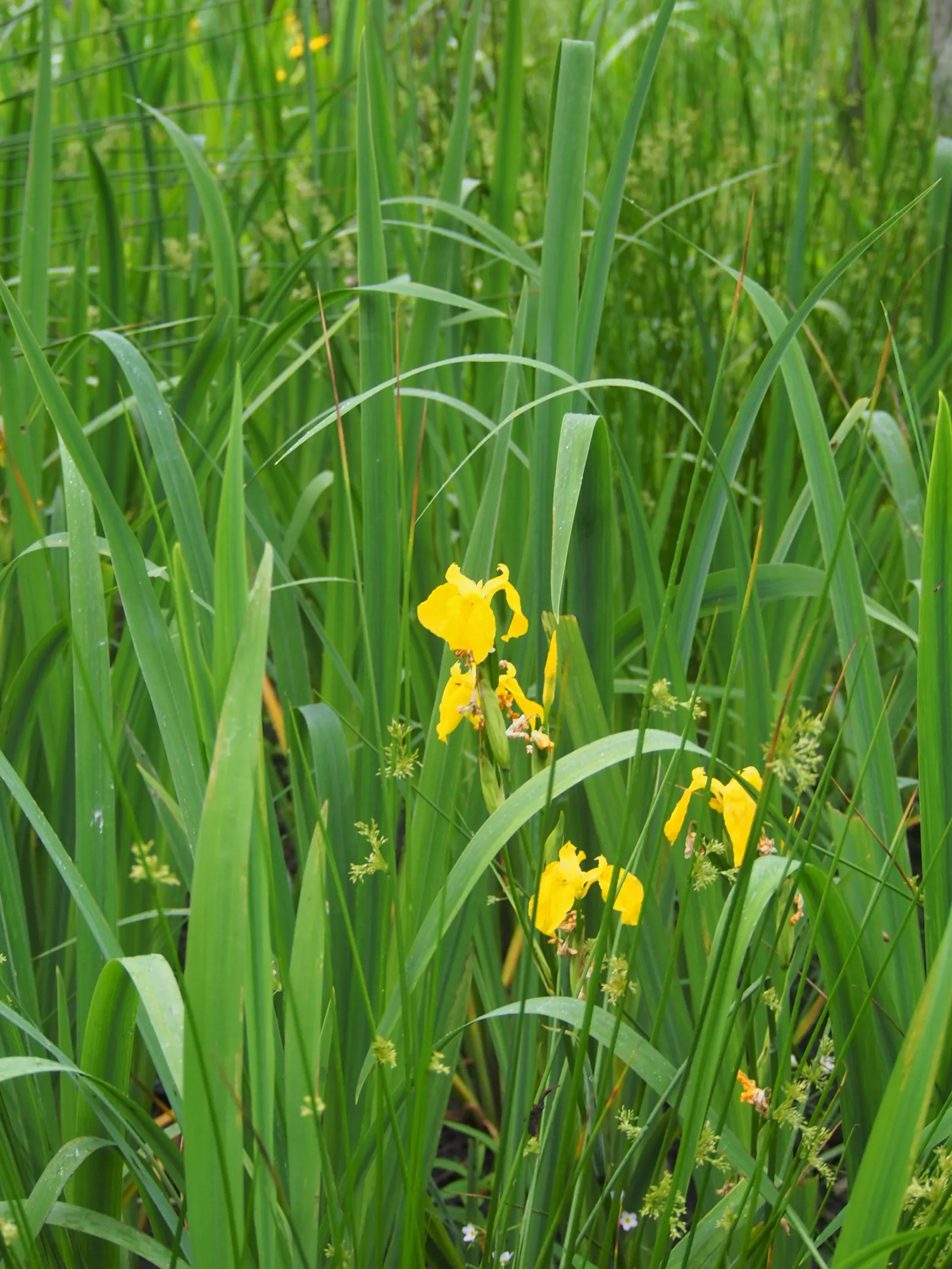 Yellow Flag Iris (Iris Pseudacorus) — Adds visual interest and naturalizes readily