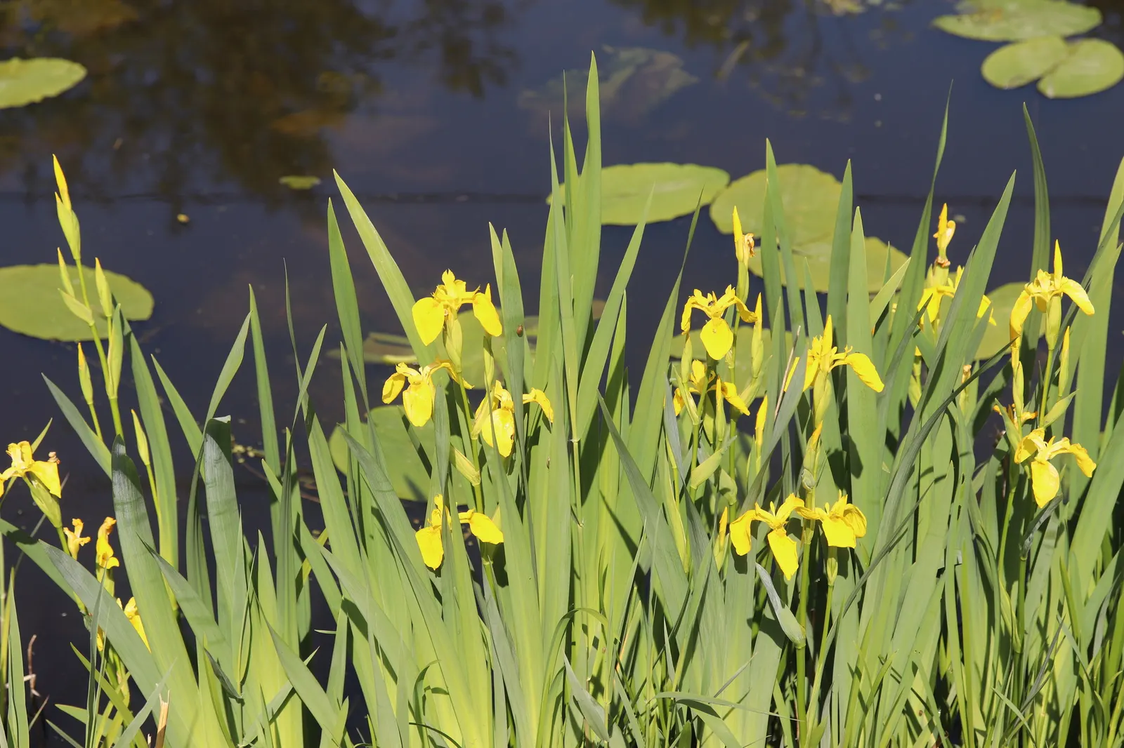 Yellow Flag Iris (Iris Pseudacorus) — proudly displays three drooping sepals or "falls," adorned with a striking brown or purple veining; care, image 114