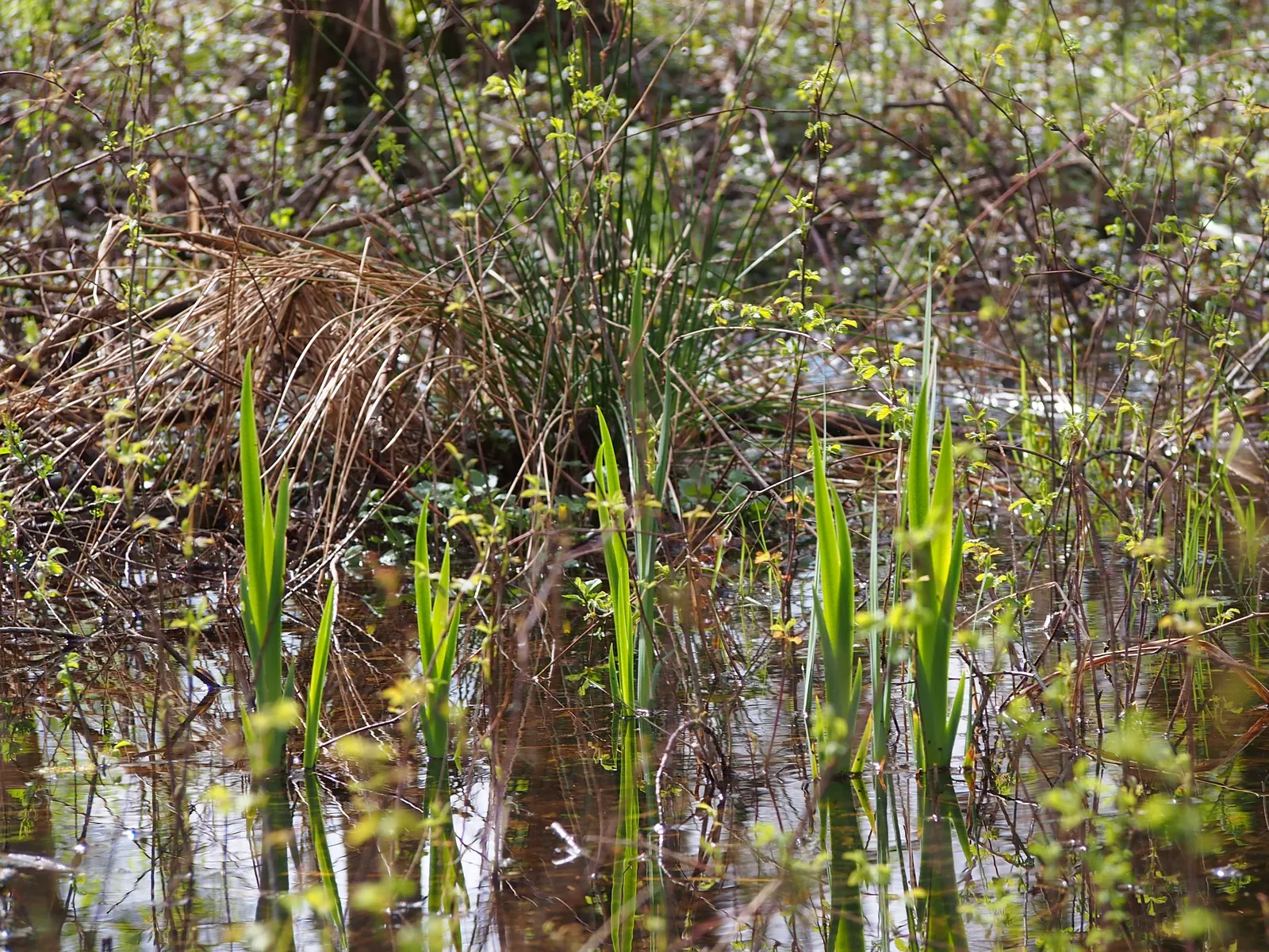 Yellow Flag Iris (Iris Pseudacorus) — Thriving in zones 4-9, it reaches 3-4 feet in height with a spread of up to 2 feet; withstanding water depths of up to 4