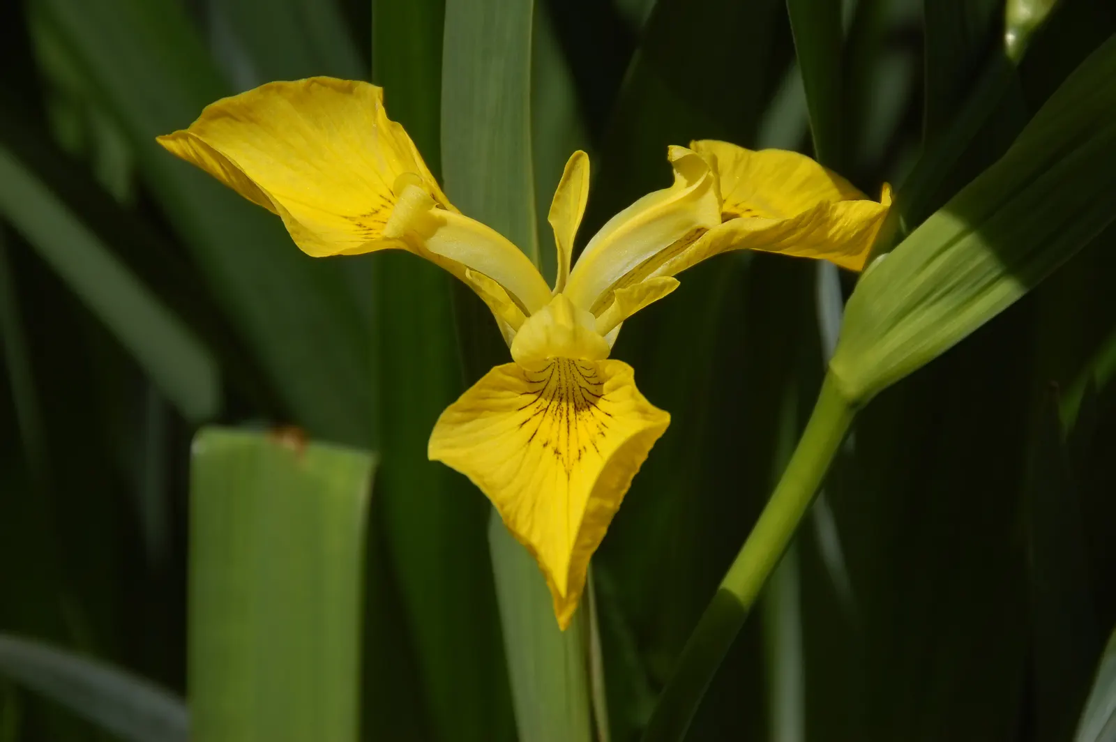Yellow Flag Iris (Iris Pseudacorus) — contrasted by three upright petals; ideal for water features with its vibrant yellow blooms and sword-like green foliage
