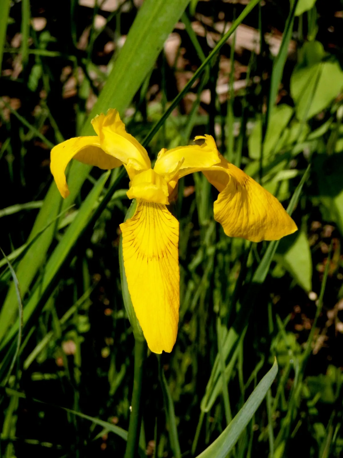 Yellow Flag Iris (Iris Pseudacorus) — spanning 3 to 4 inches across