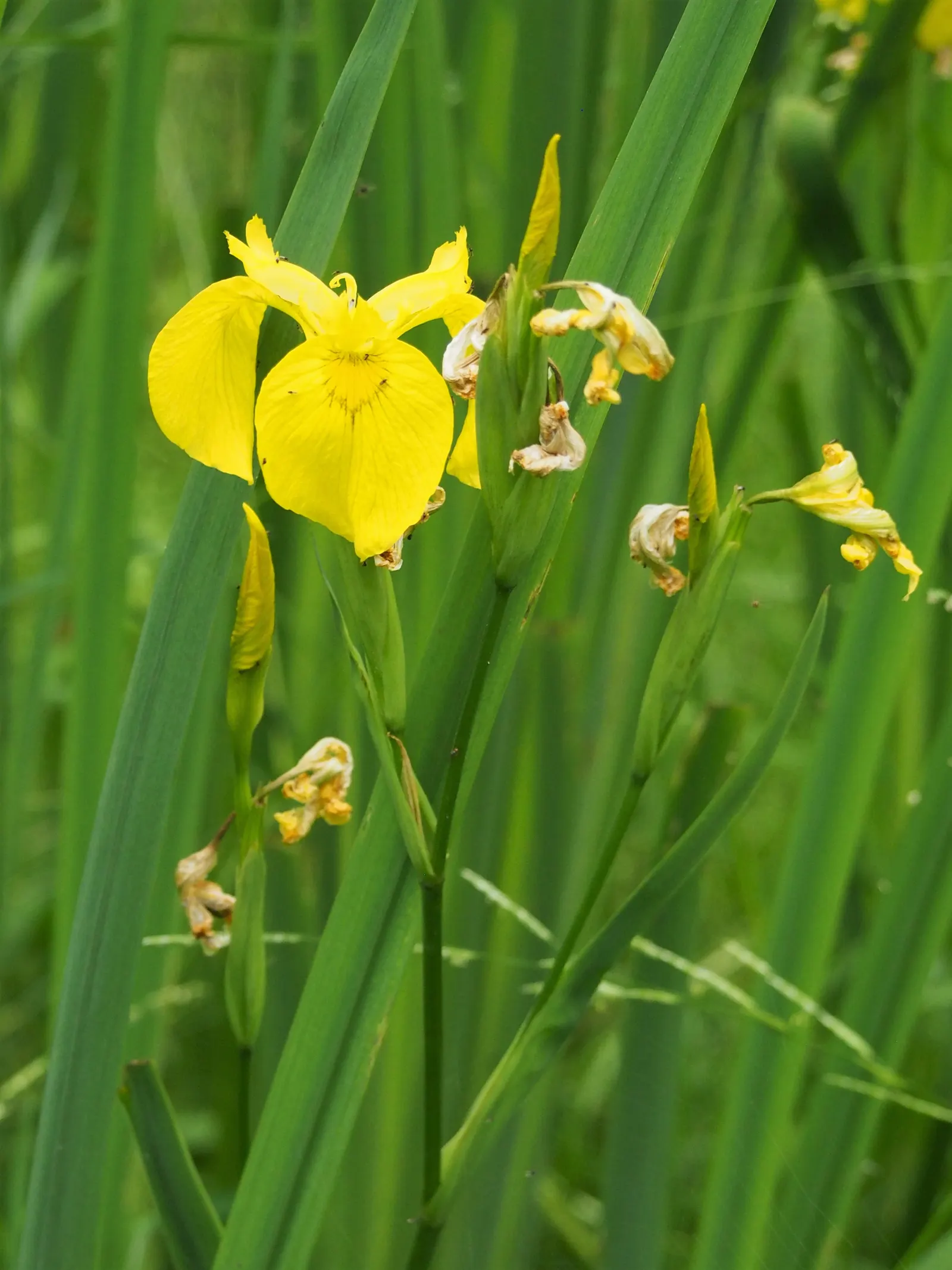 Yellow Flag Iris (Iris Pseudacorus) — proudly displays three drooping sepals or "falls," adorned with a striking brown or purple veining; care should be taken