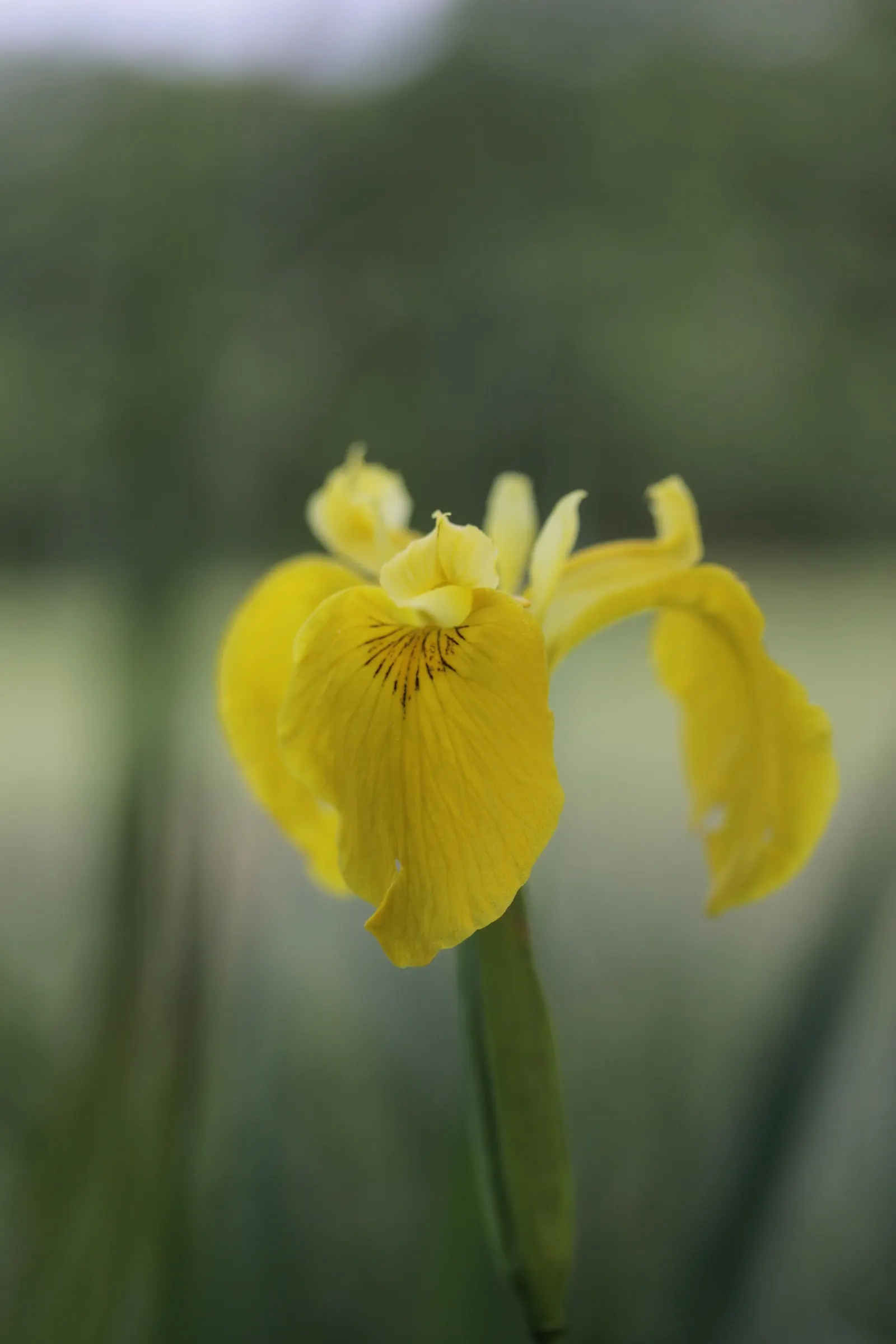 Yellow Flag Iris (Iris Pseudacorus) — spanning 3 to 4 inches across, image 63