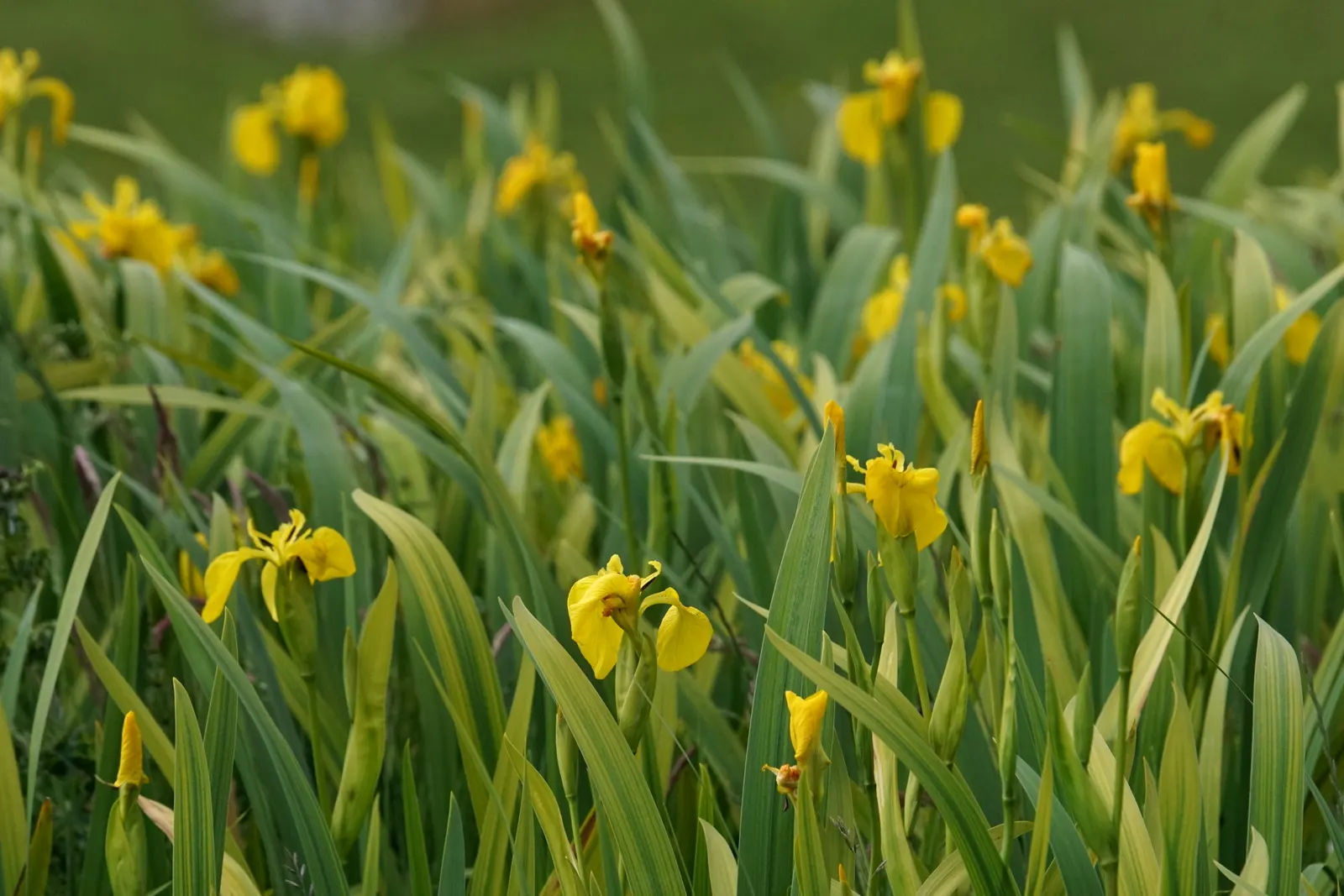 Yellow Flag Iris (Iris Pseudacorus) — spanning 3 to 4 inches across, image 88