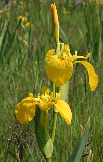 Yellow Flag Iris (Iris Pseudacorus) — is a vibrant perennial that offers both aesthetic appeal and ecological value to any landscape design; and, image 82