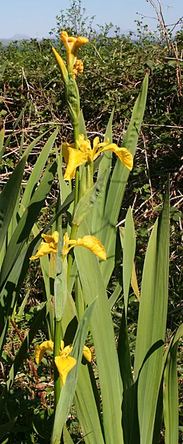 Yellow Flag Iris (Iris Pseudacorus) — During its blooming season from May to July; perennial with yellow blooms, image 61