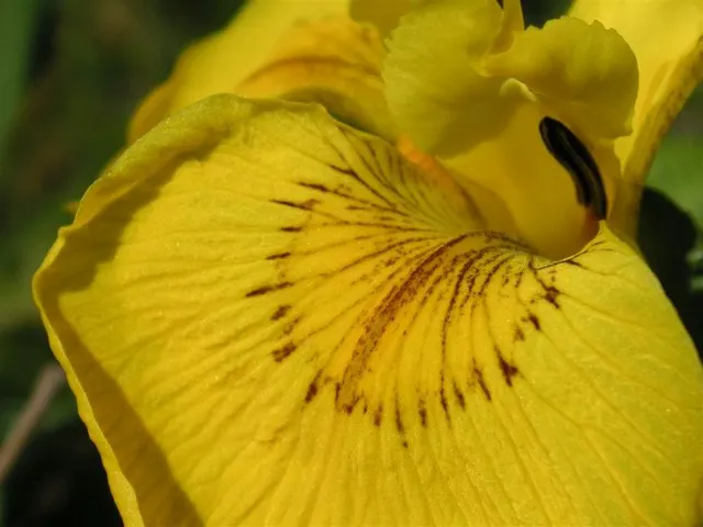 Yellow Flag Iris (Iris Pseudacorus) — sword-like foliage that can reach a height of approximately 3 to 4 feet; with individual leaves about 1 to, image 109