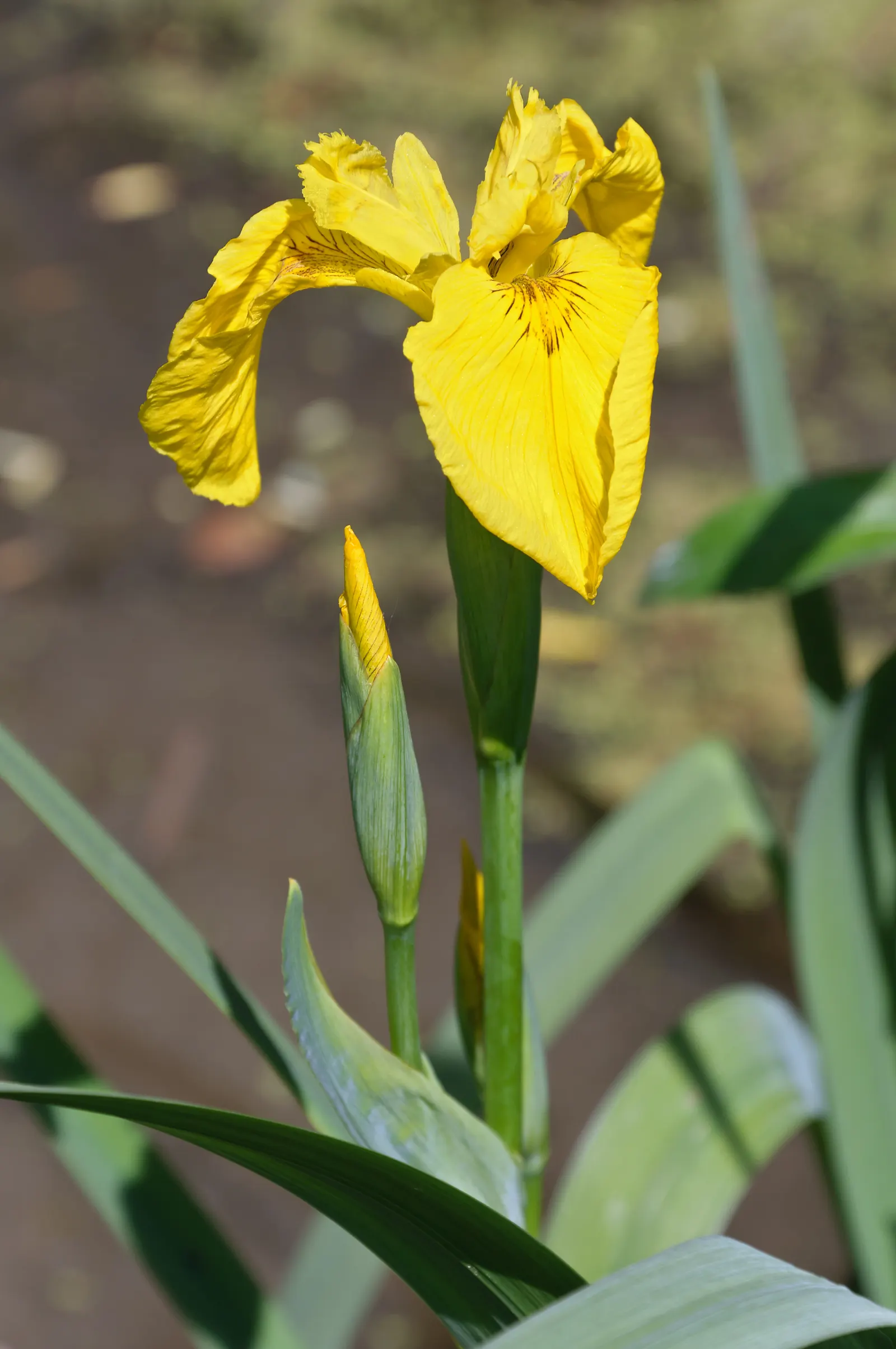 Yellow Flag Iris (Iris Pseudacorus) — This robust plant is known for its striking; thriving in zones 4-9, it reaches 3-4 feet in height with a, image 58