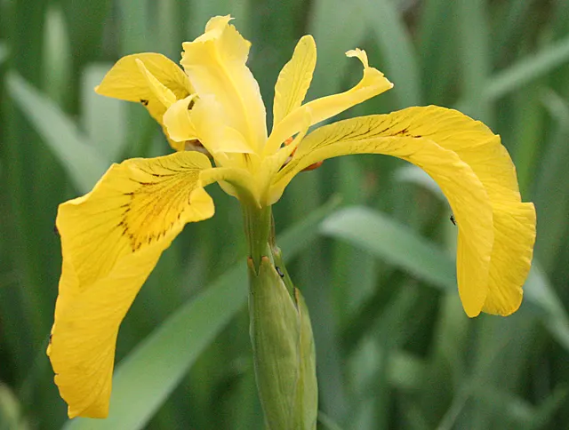 Yellow Flag Iris (Iris Pseudacorus) — ideal for water features with its vibrant yellow blooms and sword-like green foliage; during its blooming, image 52