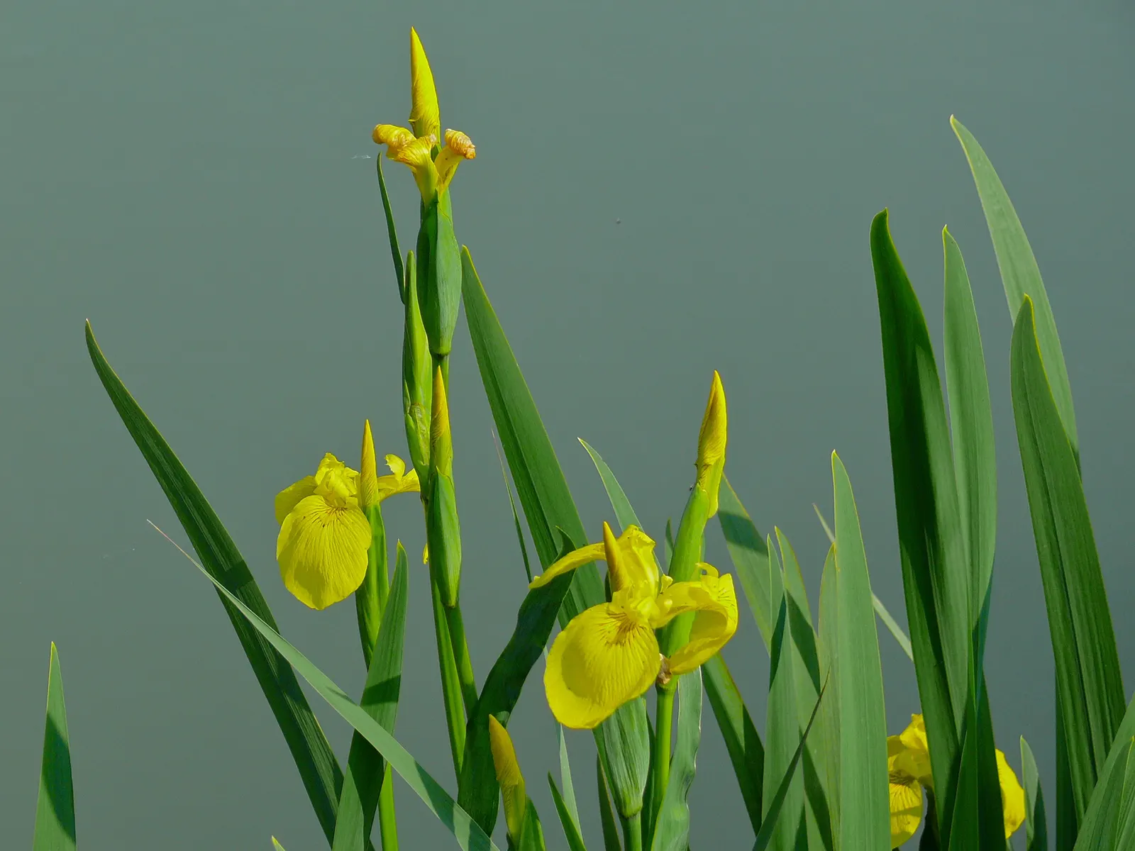Yellow Flag Iris (Iris Pseudacorus) — This robust plant is known for its striking; thriving in zones 4-9, it reaches 3-4 feet in height with a spread of up to