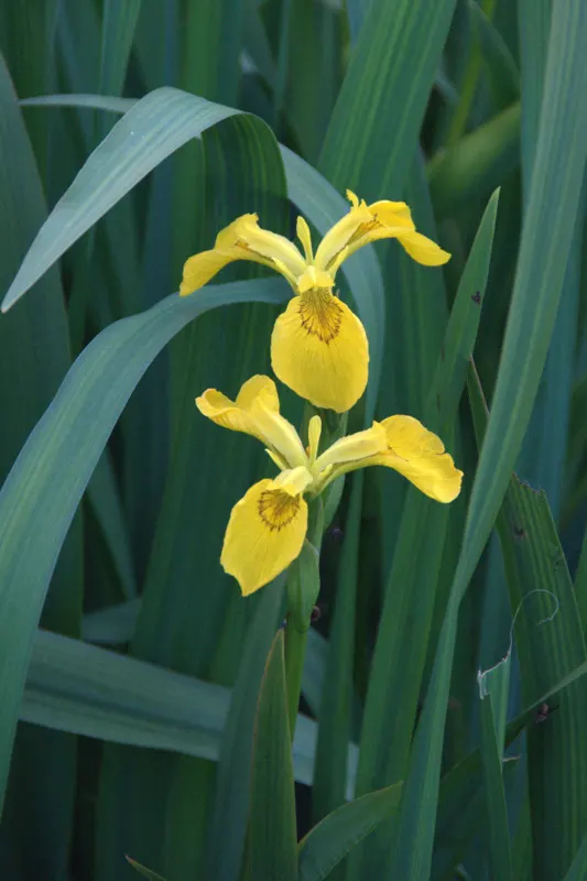 Yellow Flag Iris (Iris Pseudacorus) — making it not only a visual asset but also a contributor to environmental health
