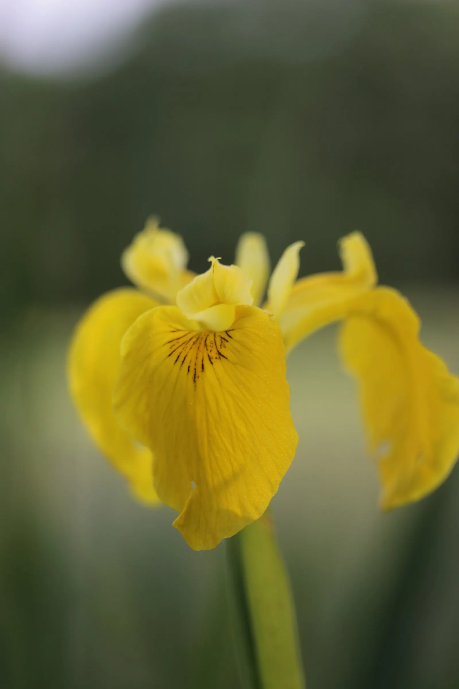 Yellow Flag Iris (Iris Pseudacorus) — sword-like foliage that can reach a height of approximately 3 to 4 feet