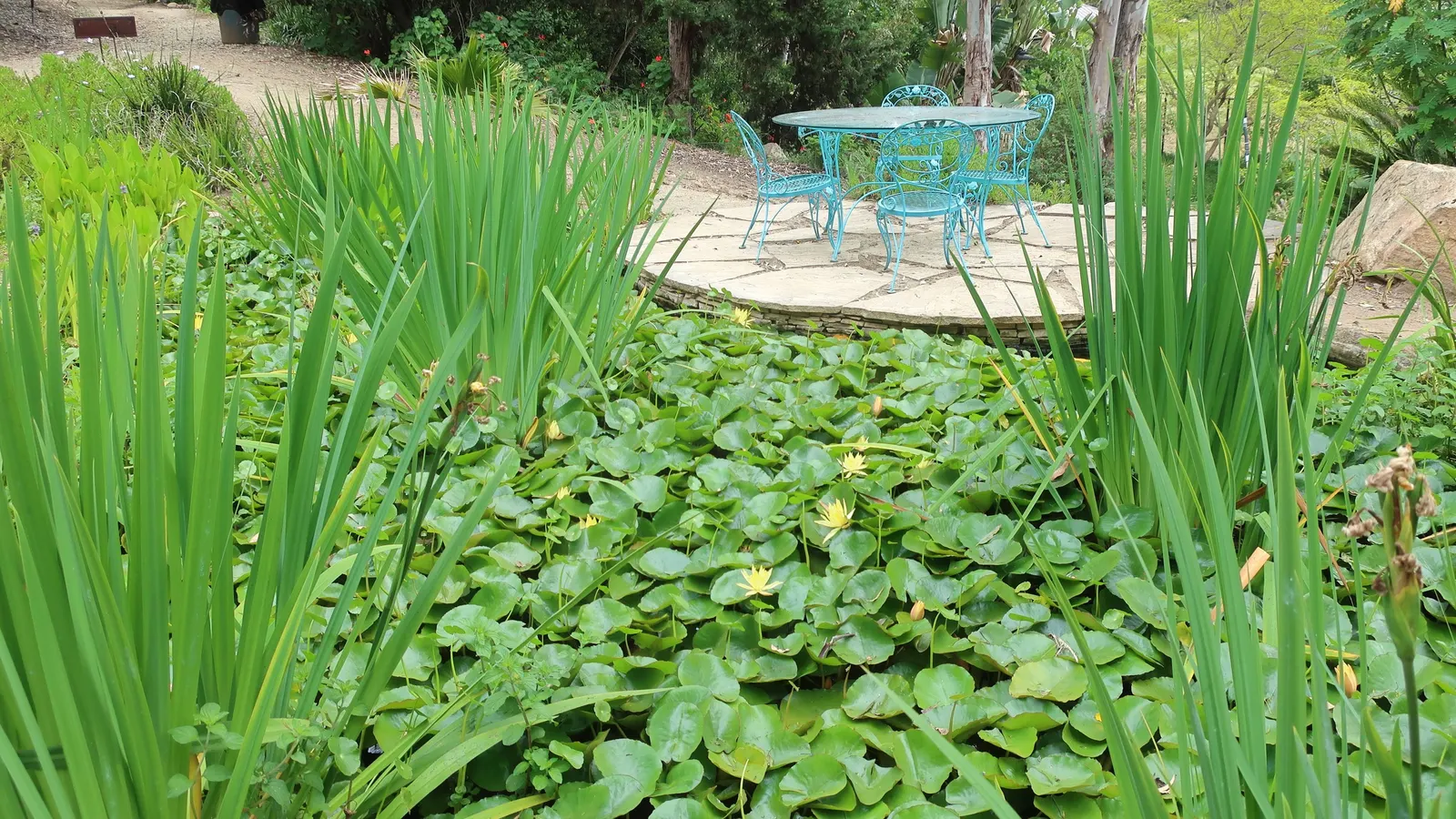 Yellow Flag Iris (Iris Pseudacorus) — showy flowers that boast a brilliant yellow hue; adds visual interest and naturalizes readily, image 137