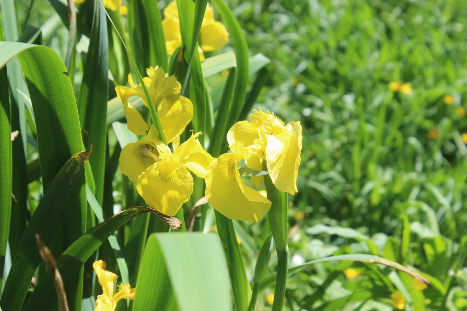 Yellow Flag Iris (Iris Pseudacorus) — Thriving in zones 4-9, it reaches 3-4 feet in height with a spread of up to 2 feet; withstanding water depths, image 78