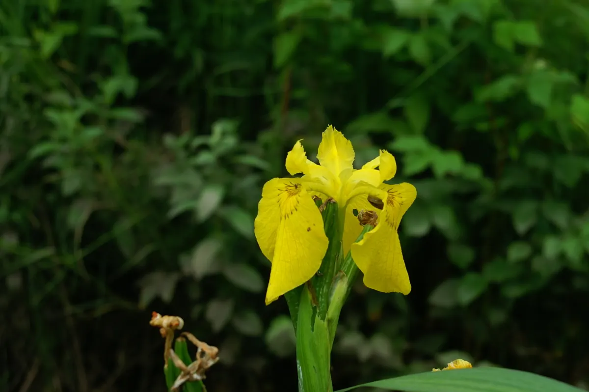 Yellow Flag Iris (Iris Pseudacorus) — yellow flowers in the garden; this robust plant is known for its striking, image 73