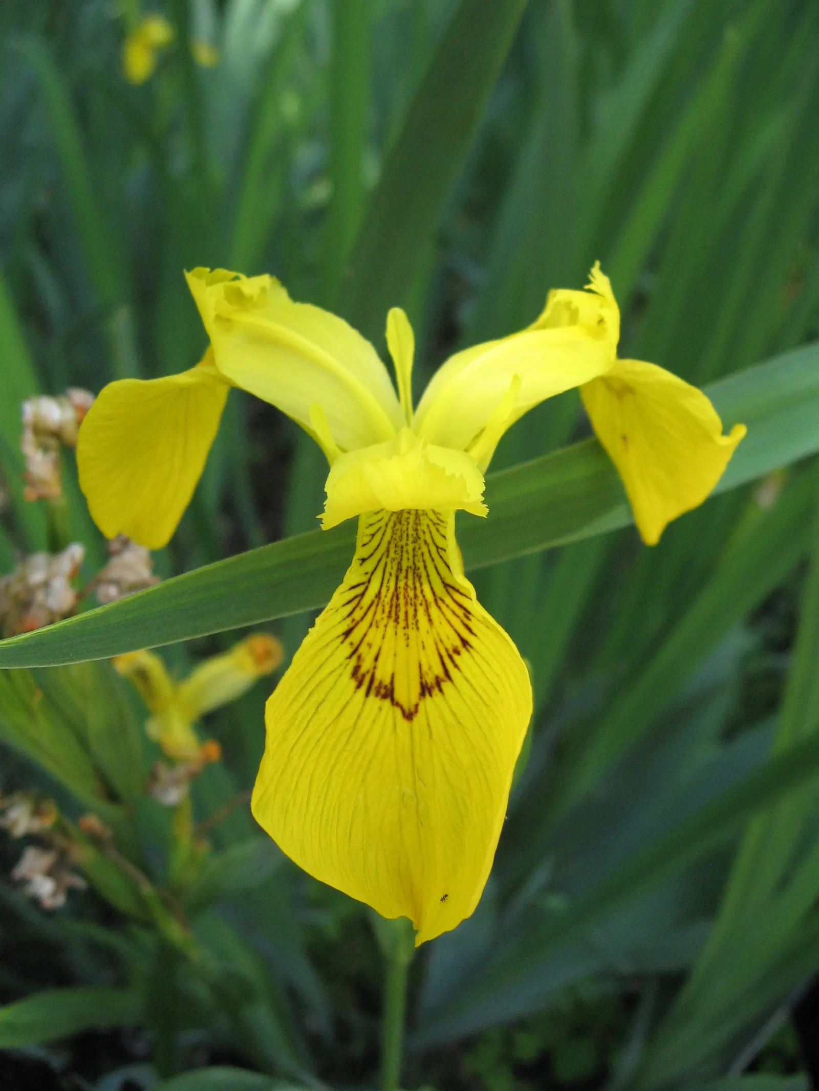 Yellow Flag Iris (Iris Pseudacorus) — is a vibrant perennial that offers both aesthetic appeal and ecological value to any landscape design; and, image 107