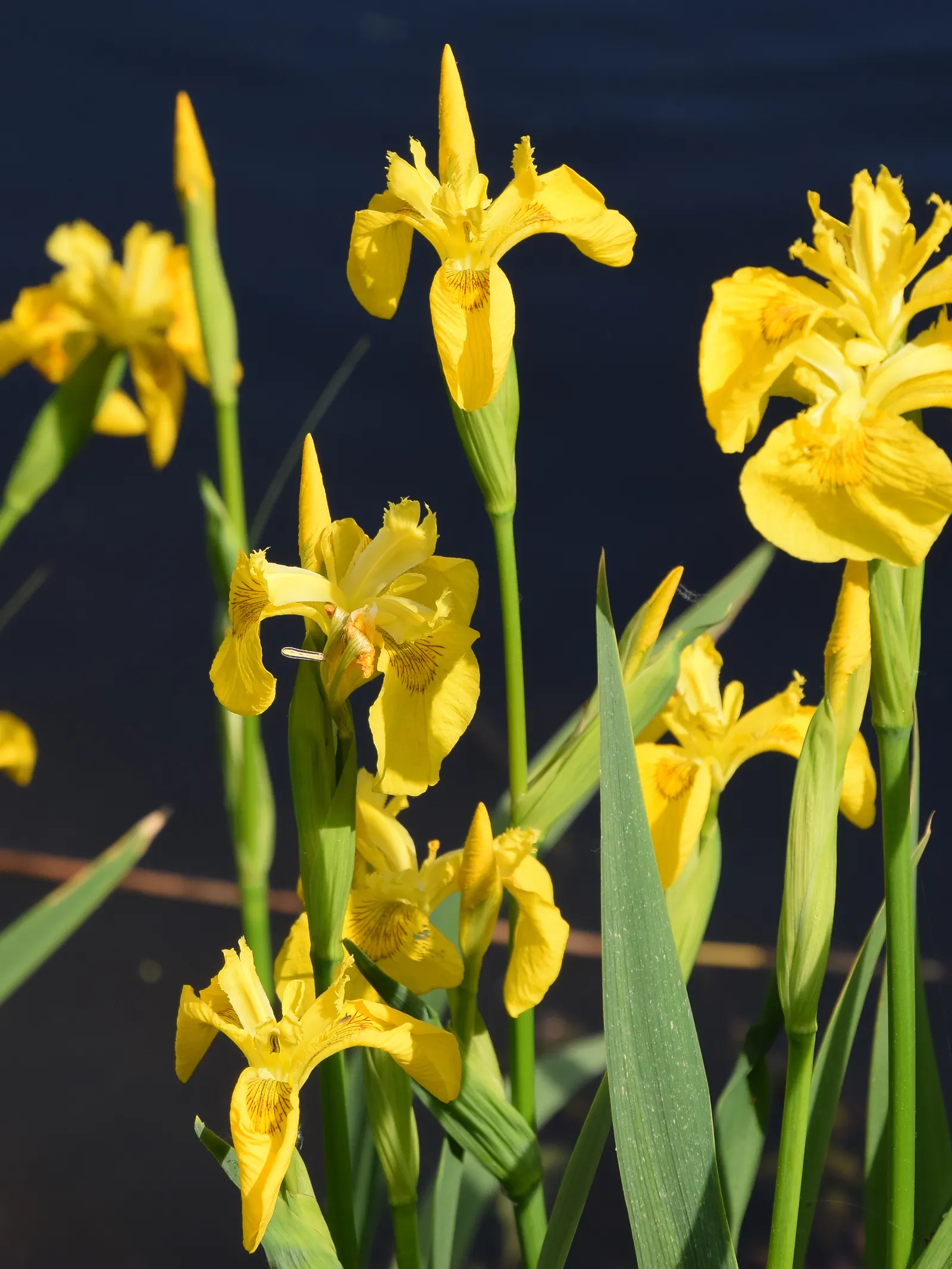 Yellow Flag Iris (Iris Pseudacorus) — spanning 3 to 4 inches across, image 138