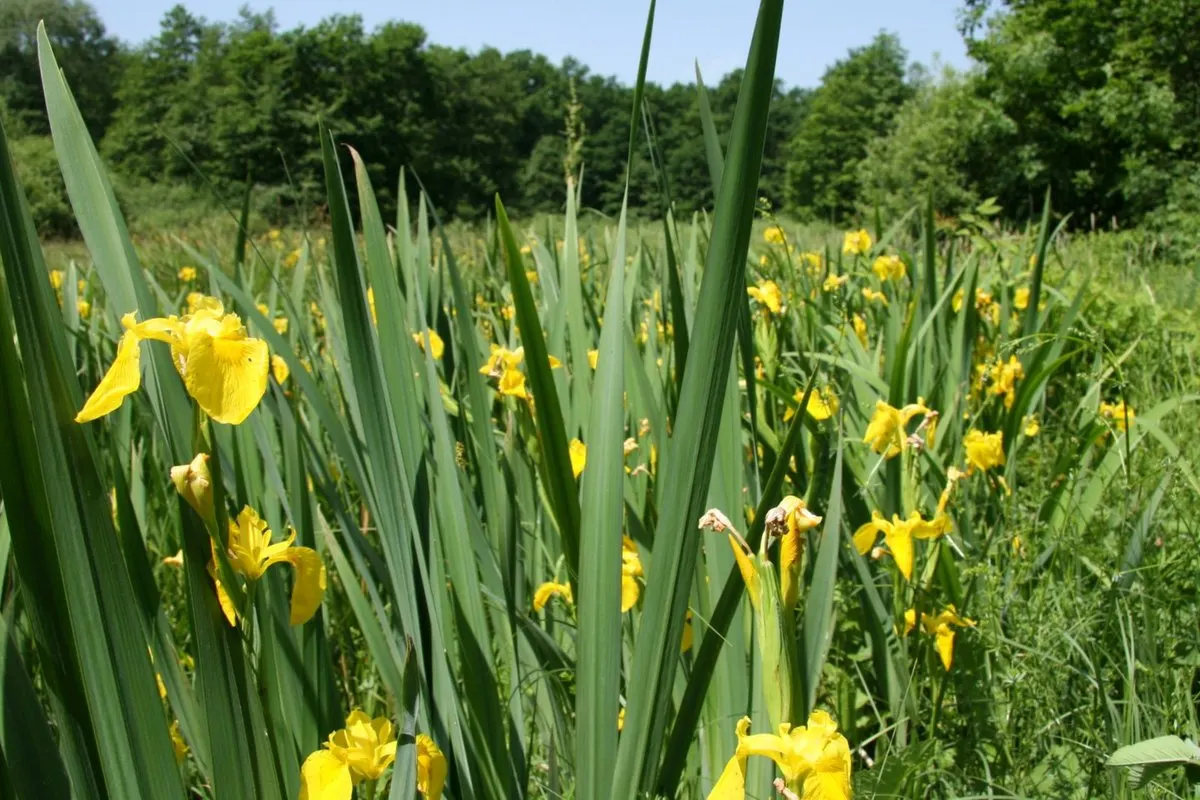 Yellow Flag Iris (Iris Pseudacorus) — perennial for full or half; making it not only a visual asset but also a contributor to environmental health, image 125