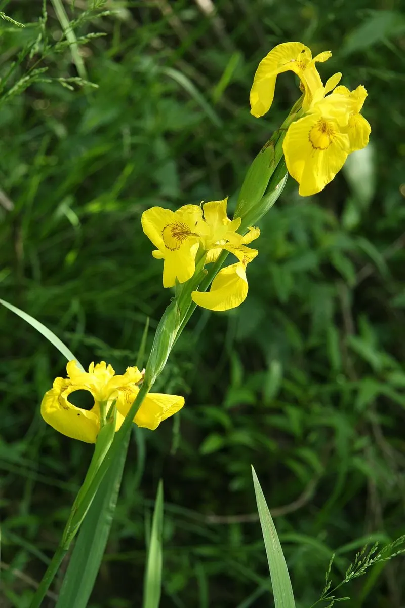 Yellow Flag Iris (Iris Pseudacorus) — During its blooming season from May to July