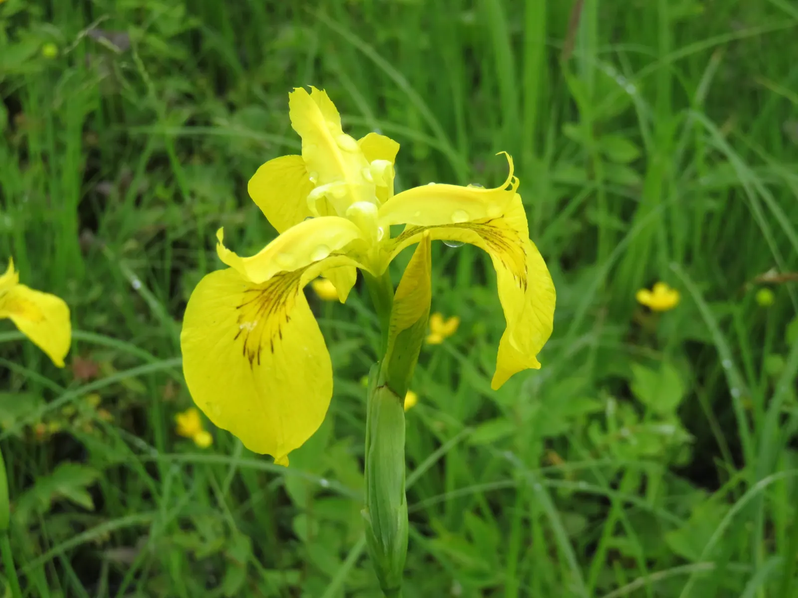 Yellow Flag Iris (Iris Pseudacorus) — or "standards," that taper elegantly to a point.<br><br>Adapted to wet conditions