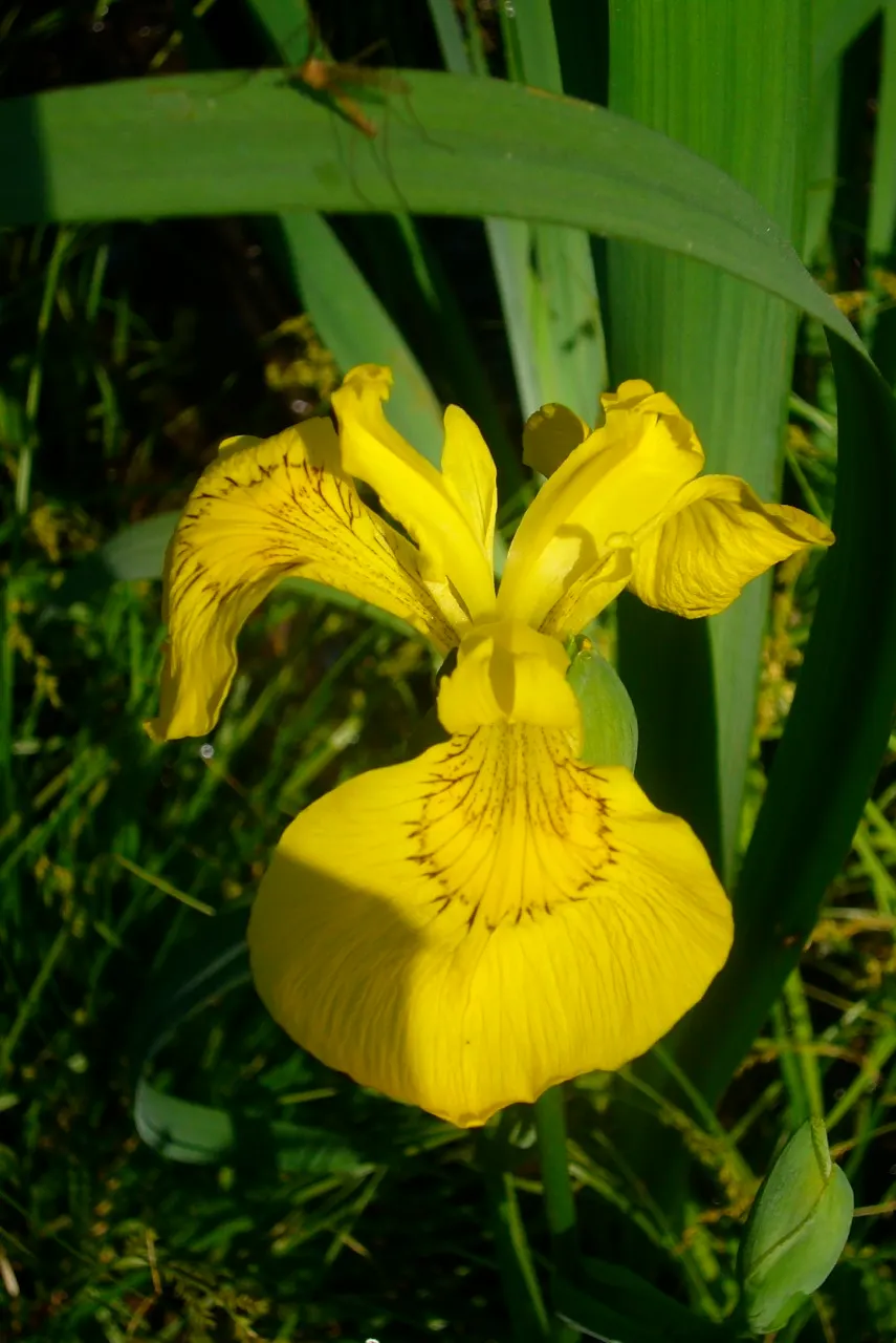 Yellow Flag Iris (Iris Pseudacorus) — yellow flowers in the garden